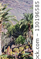 Cacti thrive in the Canary Islands arid volcanic landscapes under bright blue skies, perfectly adapted to the hot, dry climate 130196585