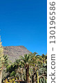 Cacti thrive in the Canary Islands arid volcanic landscapes under bright blue skies, perfectly adapted to the hot, dry climate 130196586