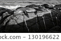Three Sea Lions Resting on Rocky Shore in Black and White - Generative Ai 130196622