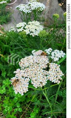 開花在山的白花 130196664