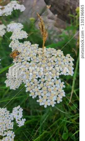 開花在山的白花 130196665