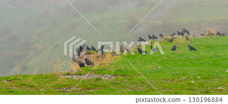 A flock of crows perched on a green hill in misty weather 130196884