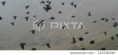 A flock of crows flying in the misty sky above the hills 130196889