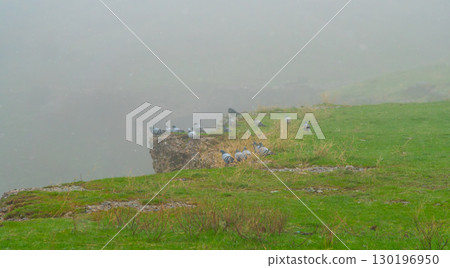Pigeons perched on a green hill in misty weather Pigeons perched on a green hill in misty weather 130196950