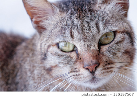 A close-up of a cat's face with striking green eyes 130197507