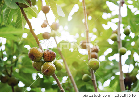 Closeup Ficus carica known as fig tree with green leaves and the fruit with blurred background in summer time 130197510
