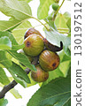 Closeup Ficus carica known as fig tree with green leaves and the fruit with blurred background in summer time 130197512