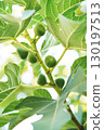 Closeup Ficus carica known as fig tree with green leaves and the fruit with blurred background in summer time 130197513