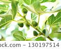Closeup Ficus carica known as fig tree with green leaves and the fruit with blurred background in summer time 130197514