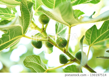 Closeup Ficus carica known as fig tree with green leaves and the fruit with blurred background in summer time 130197514