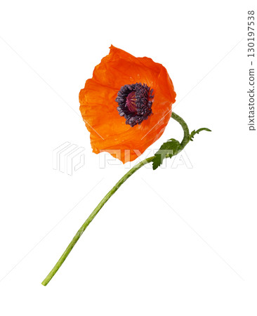 Red poppy flower with drops of water isolated on white Red poppy flower with drops of water isolated on white 130197538