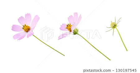 Set of pink cosmos flowers and bud isolated on white background Set of pink cosmos flowers and bud isolated on white background 130197545