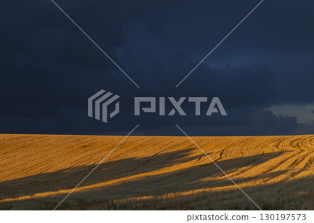 Golden field meeting dark stormy clouds in Provence, France 130197573