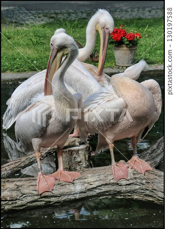 Regal Pelicans by the Wate 130197588