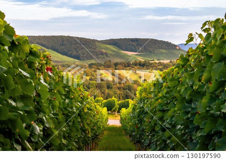 The Abundance of the Grape Harvest 130197590