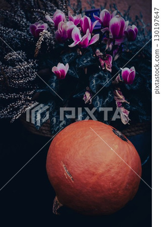 Pumpkin and Cyclamen Still Life 130197647