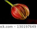 Spring Tulip on a Black Background 130197649