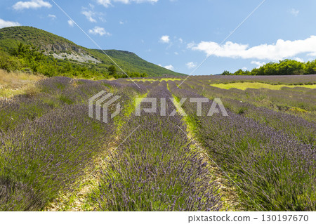 Lavender field in bloom creating a breathtaking landscape in Drome, France 130197670