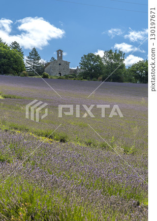 Blooming lavender field with a chapel in the background in Drome, France 130197671
