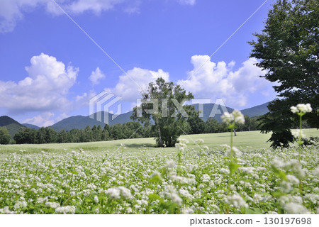 在高原的蕎麥領域 在高原的蕎麥領域 130197698