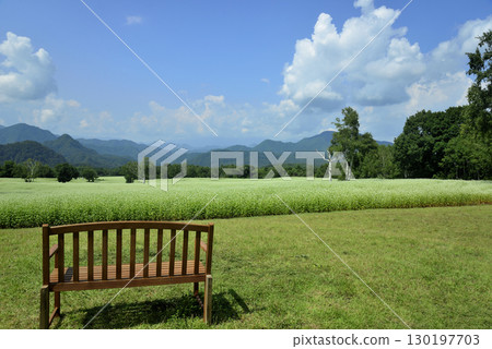 Buckwheat field on a plateau with a bench 130197703