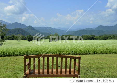 Buckwheat field on a plateau with a bench 130197704