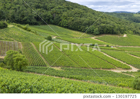 Vineyards covering rolling hills in the Maconnais region, Saone et Loire, France Vineyards covering rolling hills in the Maconnais region, Saone et Loire, France 130197725
