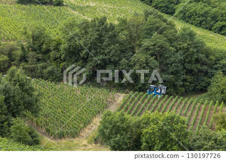 Tractor working in the vineyards of Fuisse, Saone et Loire, Bourgogne Franche Comte, France Tractor working in the vineyards of Fuisse, Saone et Loire, Bourgogne Franche Comte, France 130197726