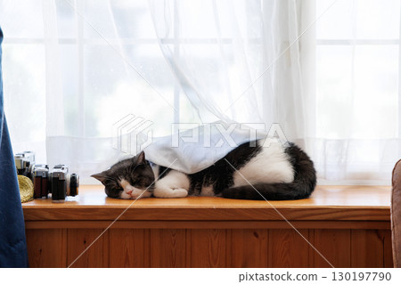 Window-side cat 130197790