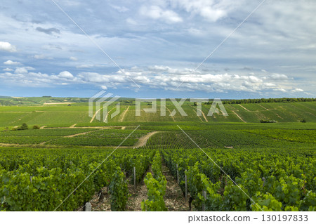 Lush vineyards growing under cloudy sky in Chablis, France 130197833