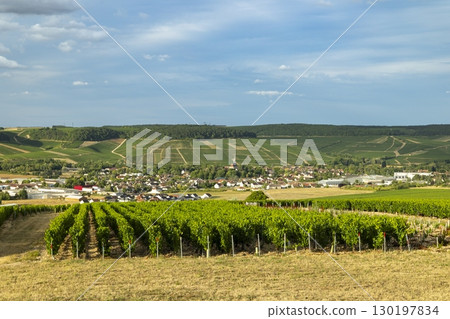 Chablis vineyards covering the hills of Bourgogne in France 130197834