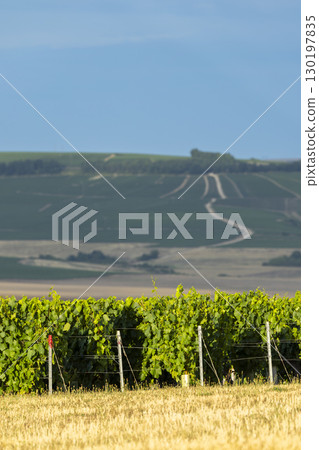 Lush vineyard rows stretching under blue sky in Champagne, France 130197835