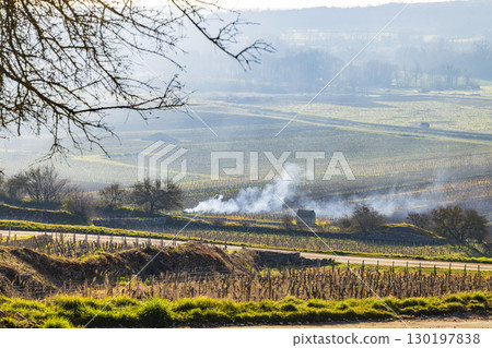 Smoke rising from burning vine cuttings in Burgundy vineyards in winter, Santenay, France 130197838