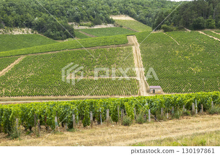 Vineyards thriving on the slopes of Bourgogne, France, offer a scenic view of viticulture Vineyards thriving on the slopes of Bourgogne, France, offer a scenic view of viticulture 130197861
