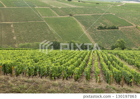 Lush green vineyards growing in the Chablis region of France, Bourgogne Lush green vineyards growing in the Chablis region of France, Bourgogne 130197863
