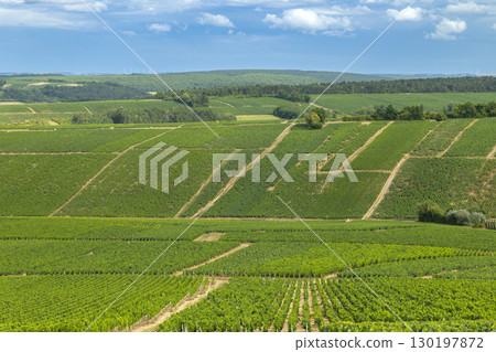 Scenic vineyards covering rolling hills in Chablis, Bourgogne Franche Comte, France, under a blue summer sky Scenic vineyards covering rolling hills in Chablis, Bourgogne Franche Comte, France, under a blue summer sky 130197872
