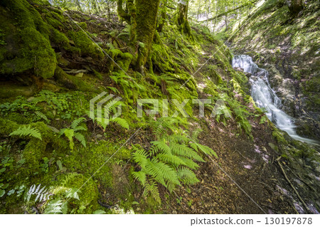 Lush Ferns and Moss Growing Near Waterfall in French Forest 130197878
