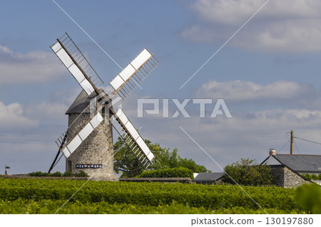 Traditional windmill standing in the vineyards of Chaudefonds sur Layon in the Loire Region, France 130197880