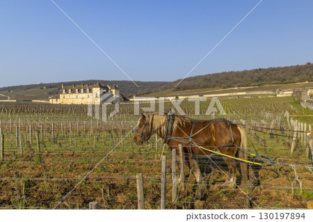 Horse Plowing Vineyard in Vougeot, Burgundy, France, with Chateau du Clos de Vougeot in Background Horse Plowing Vineyard in Vougeot, Burgundy, France, with Chateau du Clos de Vougeot in Background 130197894