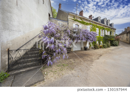 Wisteria blooming on building facade in Bouze les Beaune, France Wisteria blooming on building facade in Bouze les Beaune, France 130197944