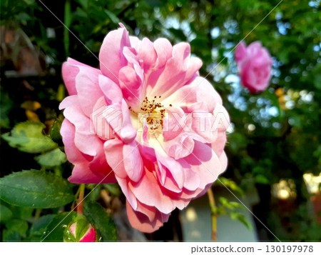 Beautiful Tea Rose Flower Blooming in a Lush Garden Under Natural Sunlight in Springtime Season 130197978