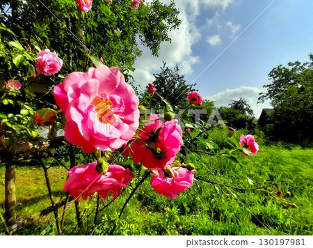 Bright Blooming Tea Rose Flowers in a Vibrant Garden Setting During Sunny Daylight Hours Bright Blooming Tea Rose Flowers in a Vibrant Garden Setting During Sunny Daylight Hours 130197981