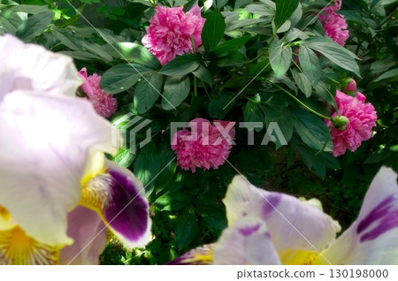 Colorful Pion Flowers Bloom on Bush Alongside Irises in Vibrant Garden Setting 130198000