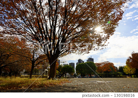 A small park in the city with beautiful autumn leaves and a clear autumn sky A small park in the city with beautiful autumn leaves and a clear autumn sky 130198016