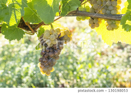 white grapes infested with rot and mold white grapes infested with rot and mold 130198053