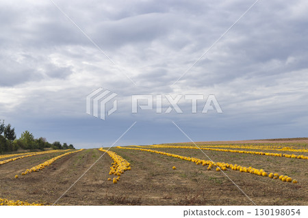 Pumpkin harvest in autumn time, Lower Austria, Austria 130198054
