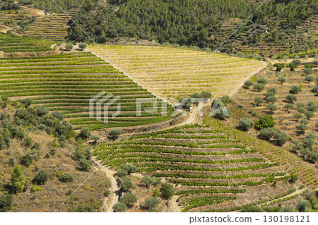 Typical vineyard near Tua, Alto Douro, Portugal Typical vineyard near Tua, Alto Douro, Portugal 130198121
