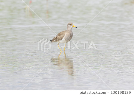 一隻小田鳧飛進一片休耕地 一隻小田鳧飛進一片休耕地 130198129