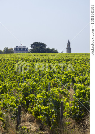 Typical vineyards near Chateau la Tour de By, Bordeaux, Aquitaine, France Typical vineyards near Chateau la Tour de By, Bordeaux, Aquitaine, France 130198192