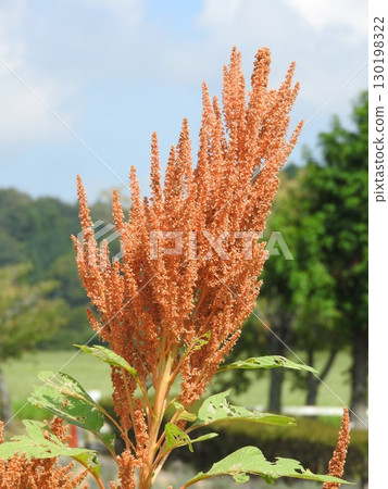 Amaranth, a plant of the Amaranthaceae family, with fruit Amaranth, a plant of the Amaranthaceae family, with fruit 130198322